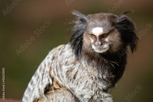 O sagui-de-tufos-pretos, mico-estrela ou simplesmente sagui é uma espécie de macaco do Novo Mundo e gênero Callithrix, da família Callitrichidae. É endêmico do Brasil. 