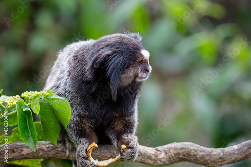 O sagui-de-tufos-pretos, mico-estrela ou simplesmente sagui é uma espécie de macaco do Novo Mundo e gênero Callithrix, da família Callitrichidae. É endêmico do Brasil. 
