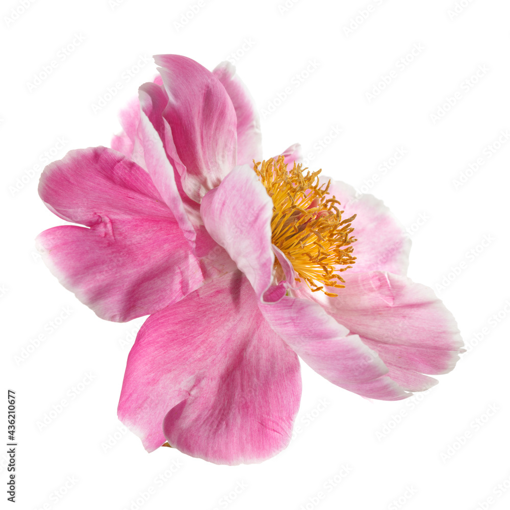 Beautiful pink peony flower with yellow center isolated on white background.