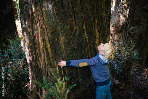 USA, California, Big Sur, Boy hugging big tree trunk photo