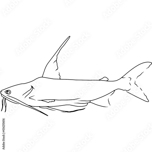 Gafftopsail Catfish Hand sketched, hand drawn vector clipart