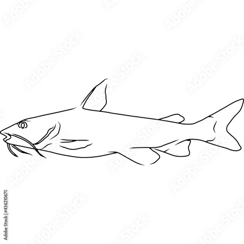 Hardhead Catfish Hand sketched, hand drawn vector clipart photo
