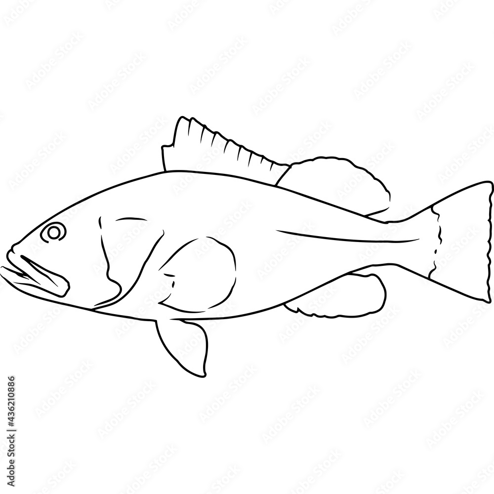 Red Grouper Hand sketched, hand drawn vector clipart Red Grouper Hand sketched, hand drawn vector clipart