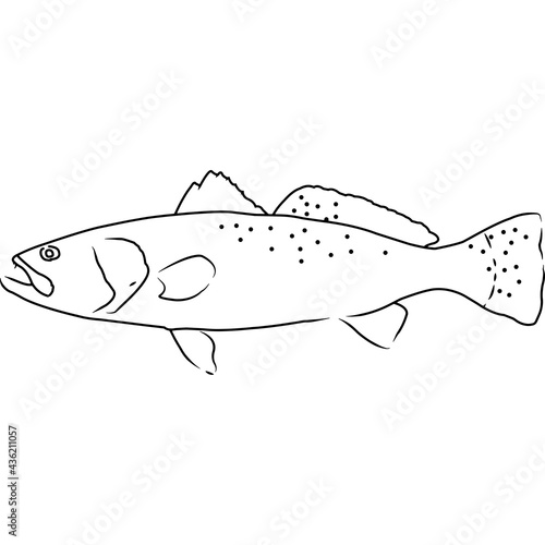 Spotted Seatrout Hand sketched, hand drawn vector clipart