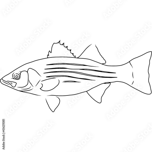 Striped Bass Hand sketched, hand drawn vector clipart