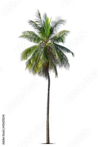 Coconut palm tree isolated on white background, Palm Tree Against White Background. © pornsawan