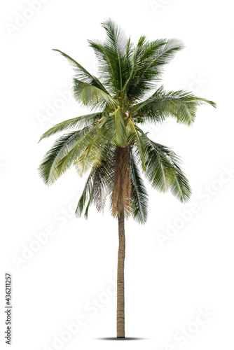 Coconut palm tree isolated on white background, Palm Tree Against White Background.