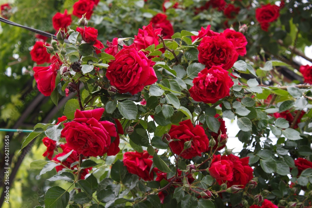Beautiful red rose bush in garden. Rose flowers background. Beautiful red rose bush in garden. Rose flowers background.