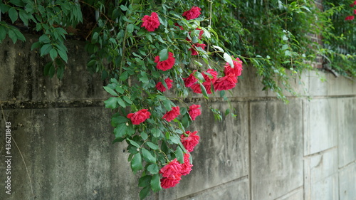 Fototapeta Naklejka Na Ścianę i Meble -  Red Roses on the Apartment Residence Wall