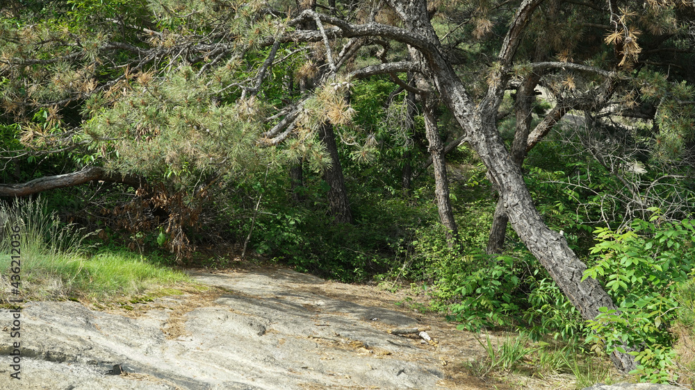 Rock Climbing Path Mountain Forest Rock Climbing Path Mountain Forest