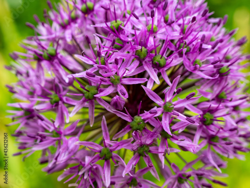 Allium giganteum or giant onion. Onions bloom in early summer.