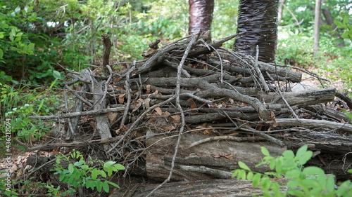 Fototapeta Naklejka Na Ścianę i Meble -  Tree debris on the Mountain Forest Ground at Sunny day
