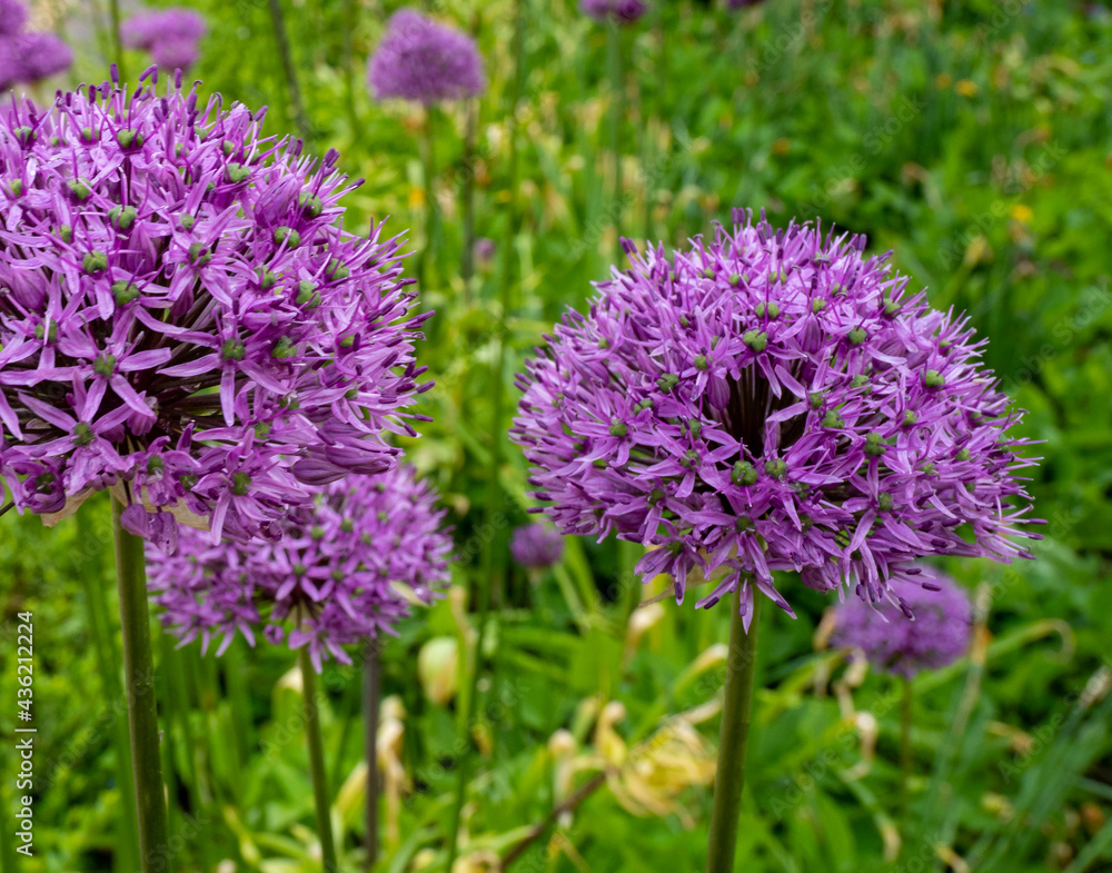 Allium giganteum or giant onion. Onions bloom in early summer. Allium giganteum or giant onion. Onions bloom in early summer.