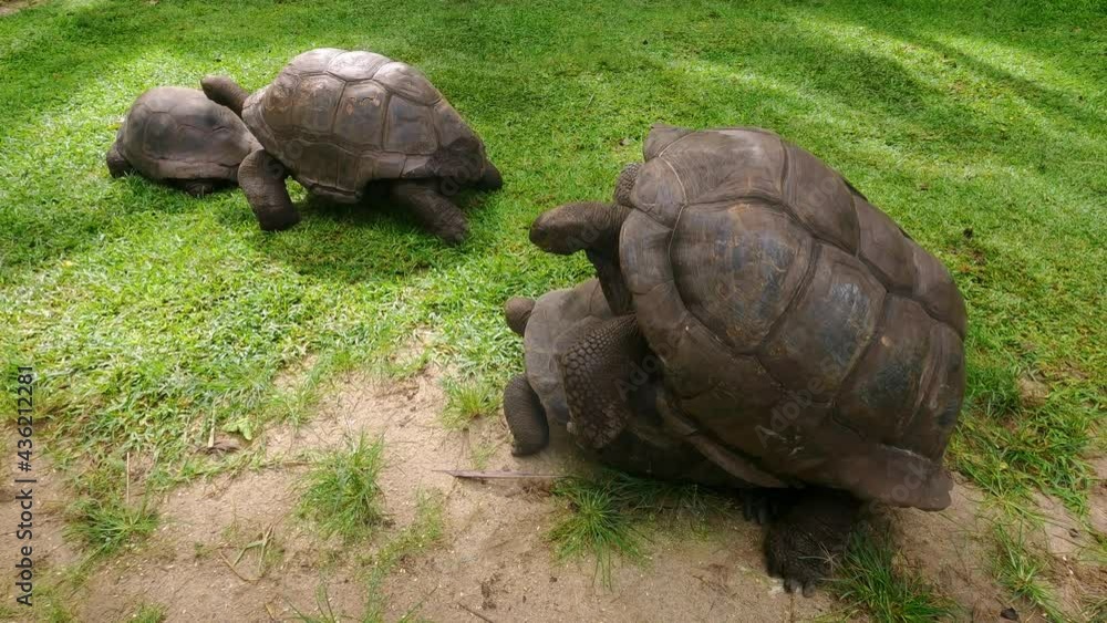Giant Seychelles turtles foursome copulate outdoors. Giant Seychelles turtles foursome copulate outdoors.