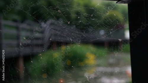 Spider Web on the Park's Pond Bridge