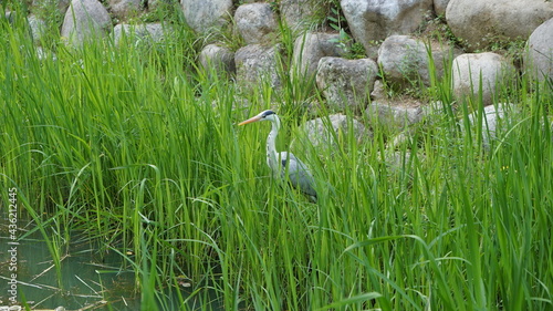 Herons in the Park's pond at afternoon © shufilm