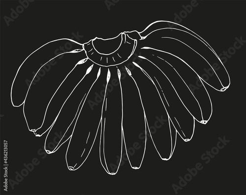 There are a lot of cute beautiful bananas in a bunch. isolated vector outline of a bunch of bananas hand-drawn in sketch style top view  white line on black background for label design template  signa
