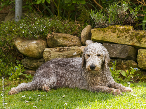 Fototapeta Naklejka Na Ścianę i Meble -  Bedlington terrier dog lies in shade