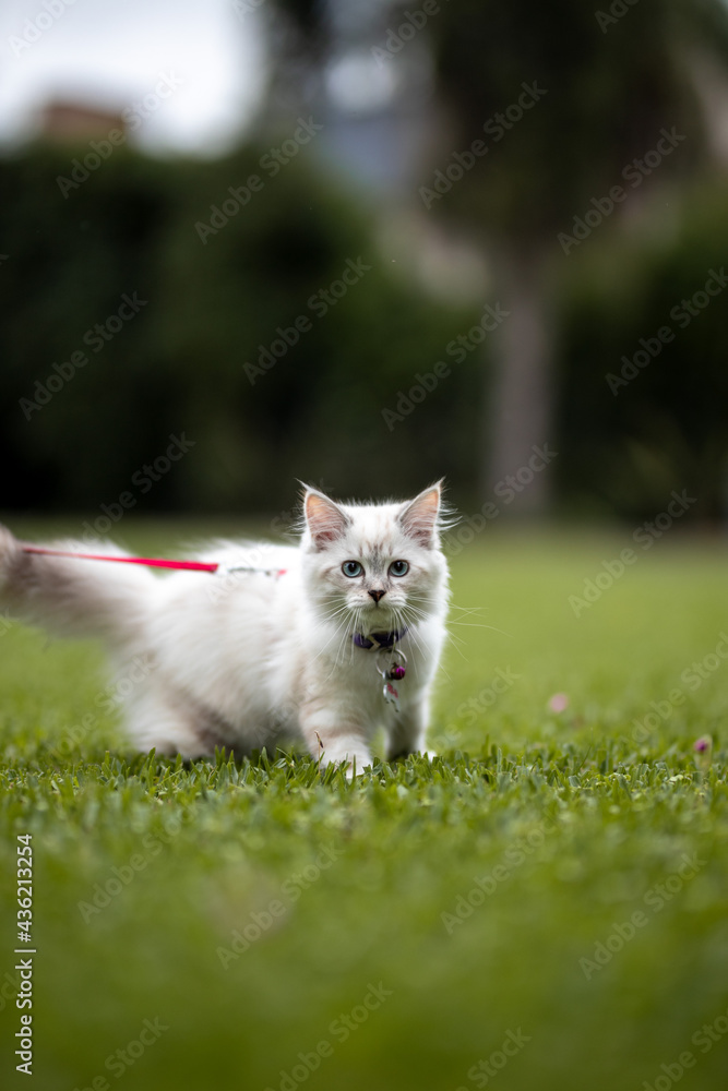 Fototapeta premium thelma 2