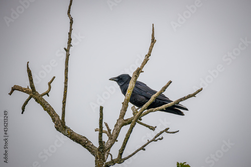 Krähe im Baum
