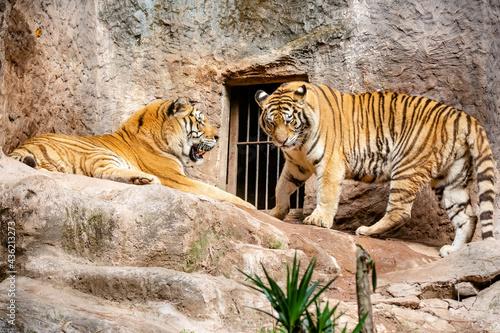 Vista de um lindo Tigre siberiano com cores rajada. 