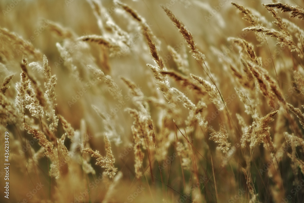 Fototapeta premium Silhouette of wild grass in meadow during sunrise