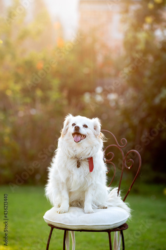 white dog sittingg on a chair in a garden. photo