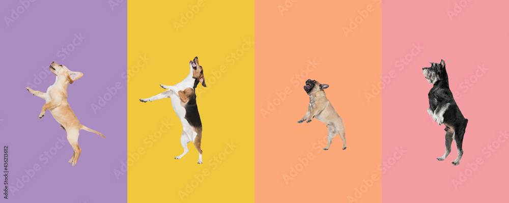 Art collage made of funny flying dogs different breeds jumping high on multicolored studio background.