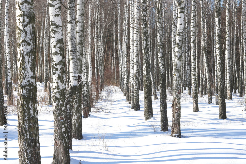 Young birches with black and white birch bark in winter in birch grove against background of other birches Young birches with black and white birch bark in winter in birch grove against background of other birches