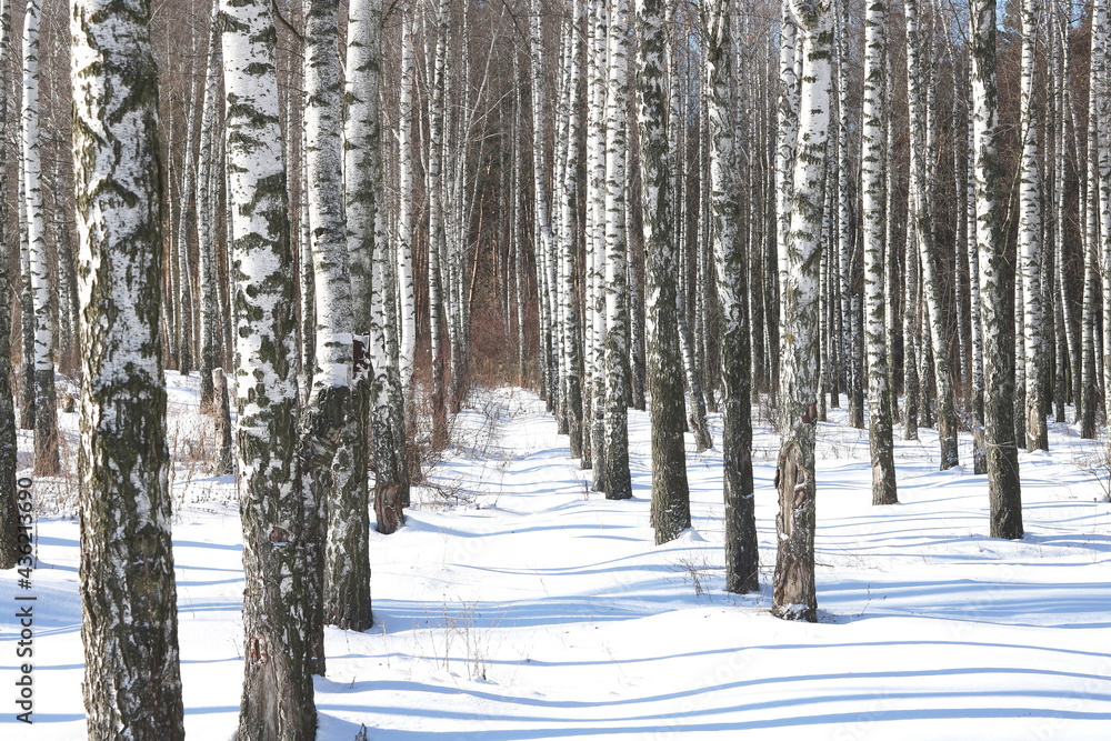 Young birches with black and white birch bark in winter in birch grove against background of other birches