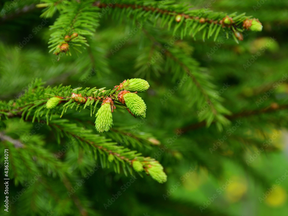 Close-up of a green spruce twig with young tender lettuce-colored shoots on a blurred background. Close-up of a green spruce twig with young tender lettuce-colored shoots on a blurred background.