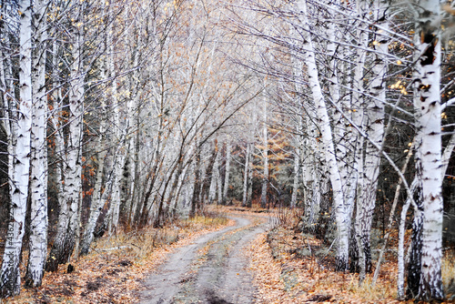 Dirt road in birch tree grove