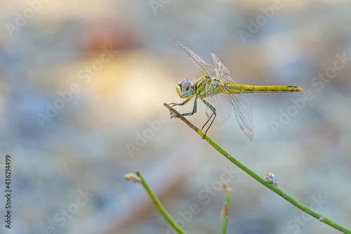 Yellow and green dragonfly body view on green branch plant