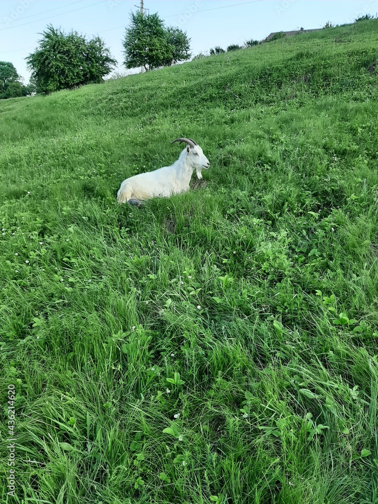 Obraz premium The goat grazes on a green meadow in the evening.