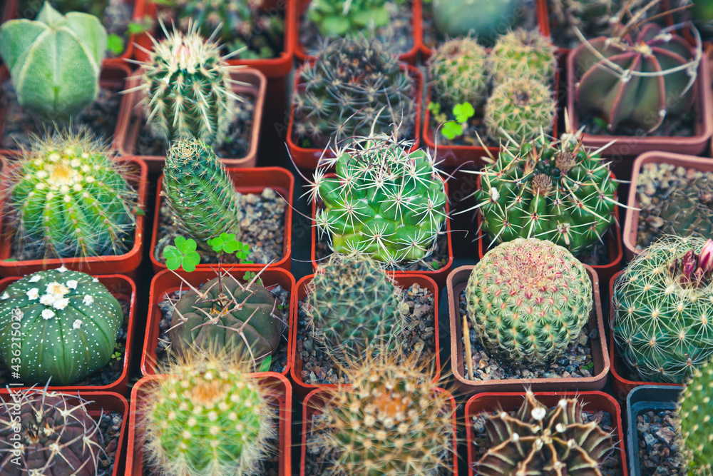 Variety of decorative small cacti. Small cacti of different types, top view. Variety of decorative small cacti. Small cacti of different types, top view.