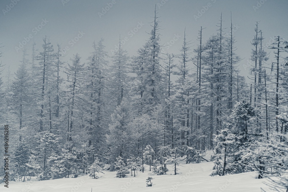 Obraz premium Nationalpark Harz im Winter