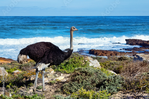 Male Ostrich standing by the sea in the Good Hope Nature Reserve, Cape Point, Cape Town, South Africa.