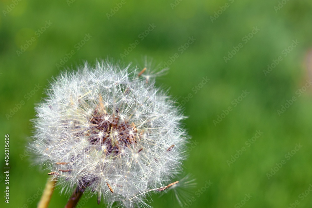 Obraz premium dandelion head