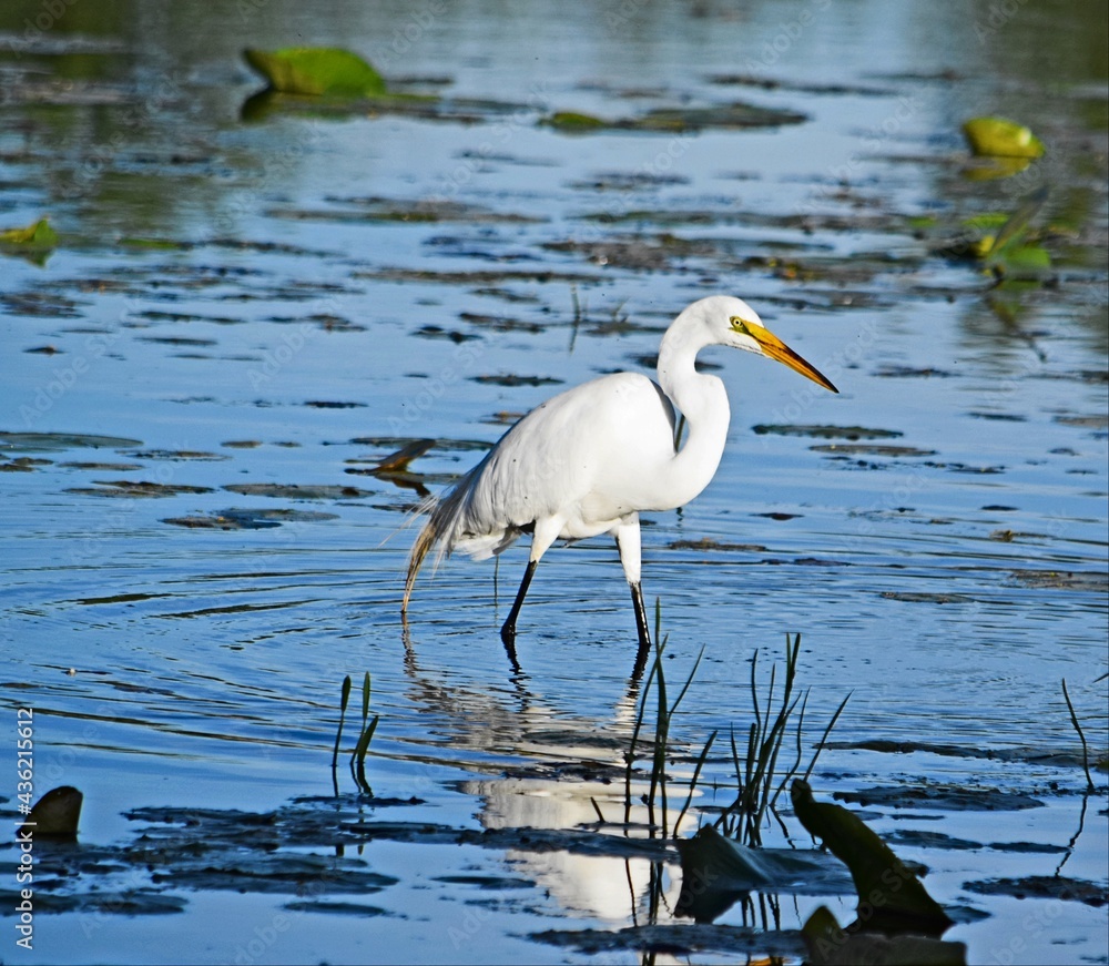 Egret in water Egret in water