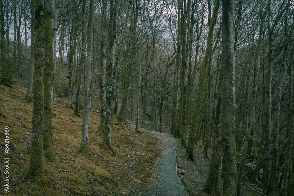 Fototapeta premium trees in the forest