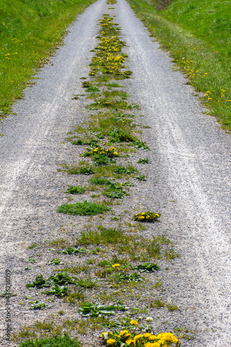 Rural road with Dandelion Flowers in springtime