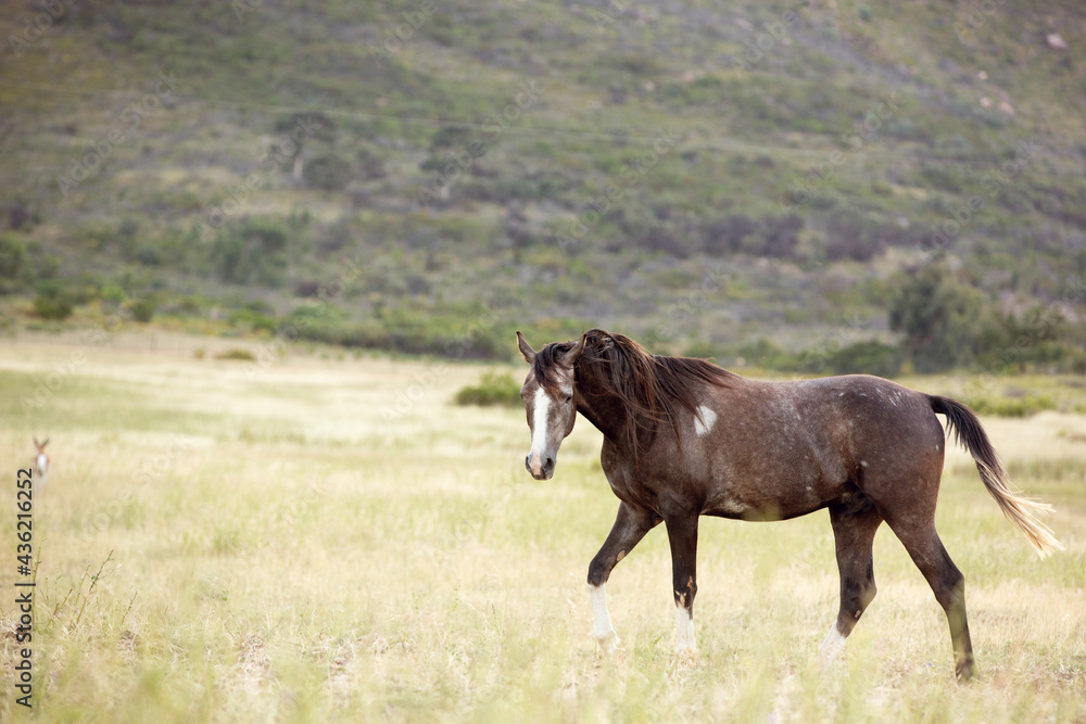 horse in the field horse in the field