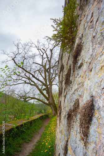 Kirchberg an der Jagst, castle wall with a springtime tree, Baden-Wuerttemberg, Soutgh Germany photo