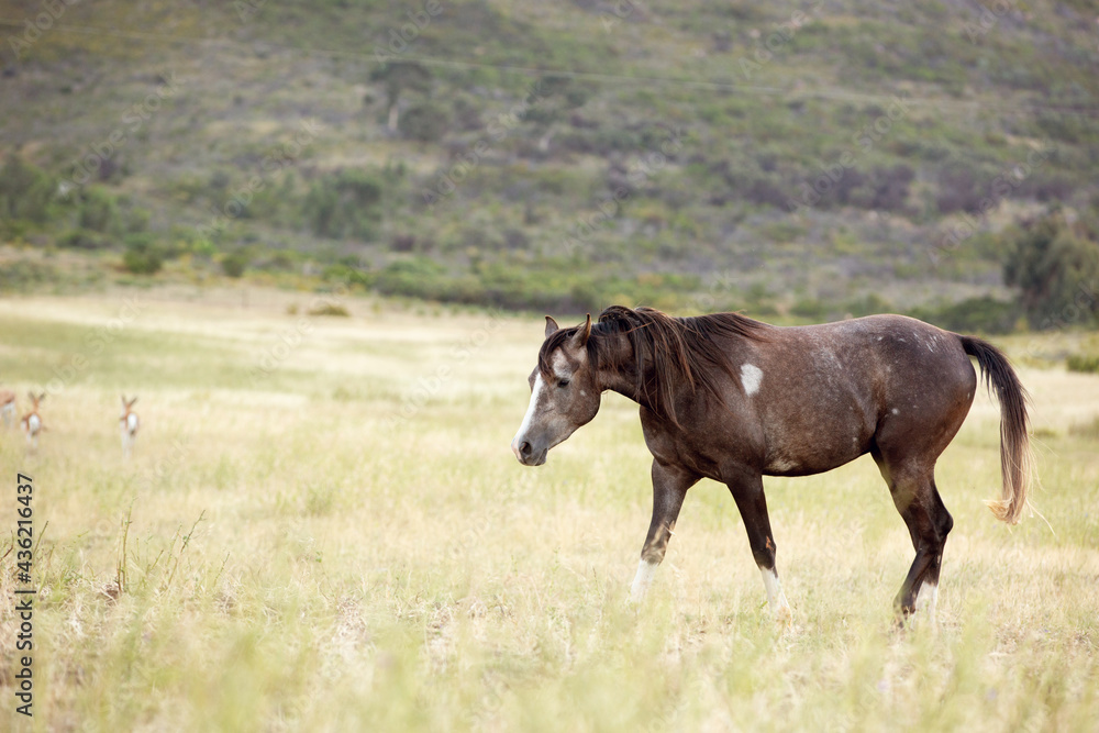 Fototapeta premium horse in the field