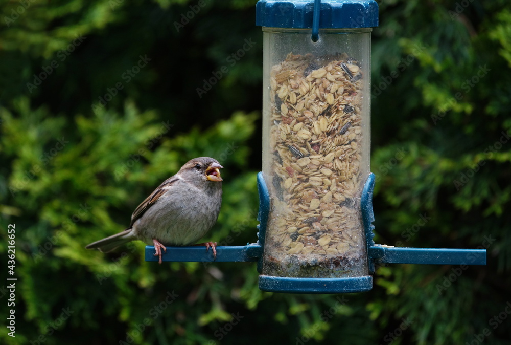 Naklejka premium bird on a feeder
