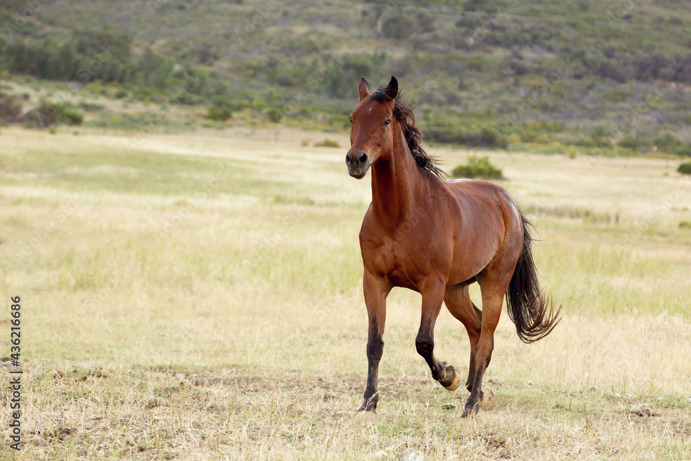 horse in the field horse in the field