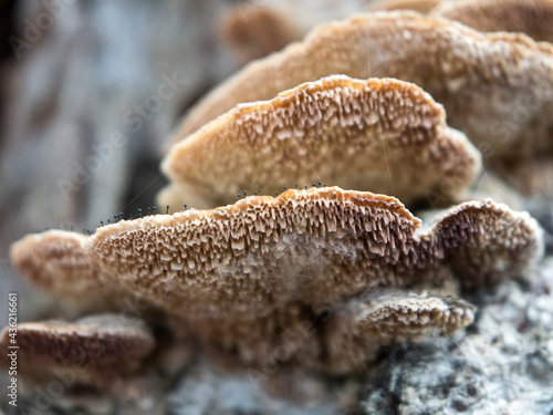 Close-up macro view of Chaga mushroom or Inonotus obliquus on the birch tree. Selective focus.