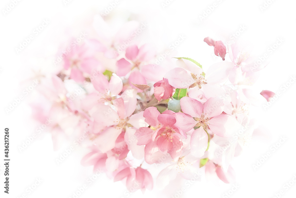 Close-up image of the light pink spring blossom of apple tree