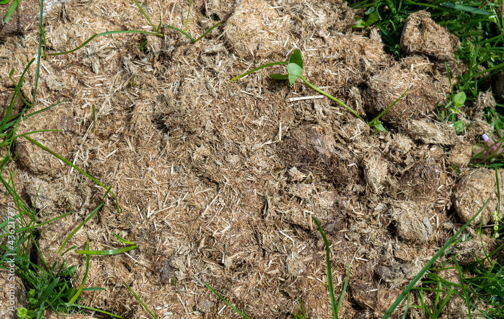Energy experts in some countries are considering the use of mule dung as fodder fuel as a way to dispose of the animal waste. It can also be used for compost or fertilizer. Energy experts in some countries are considering the use of mule dung as fodder fuel as a way to dispose of the animal waste. It can also be used for compost or fertilizer.