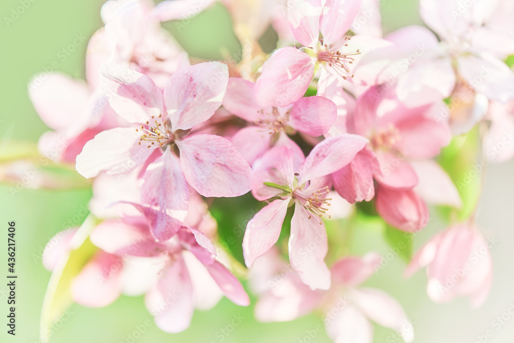 Close-up image of apple tree spring blossom on light green backgrond Close-up image of apple tree spring blossom on light green backgrond